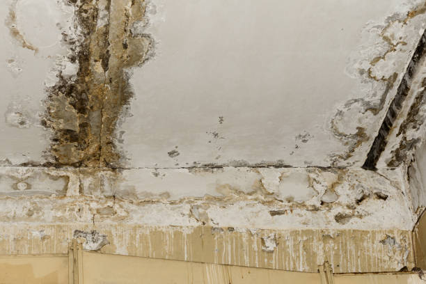 Best Residential Mold Inspection & Testing  in Denison, TX