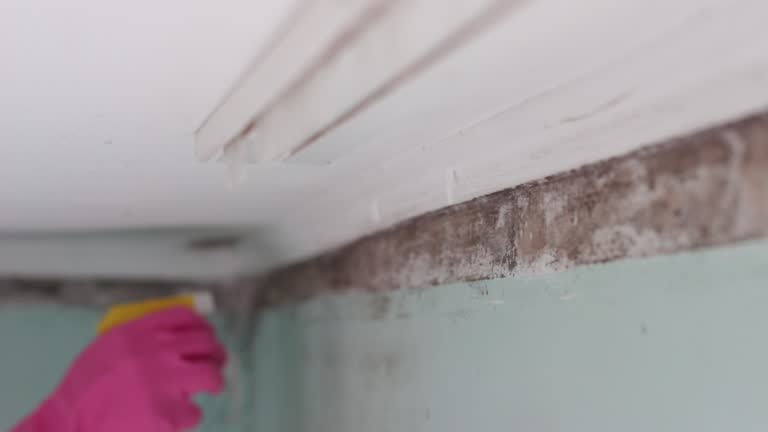 Best Post-Construction Mold Inspection  in Denison, TX